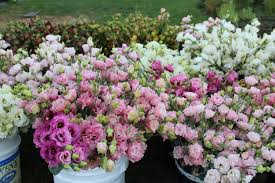 Image result for eustoma lisianthus in garden