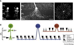 Retinal Ganglion Cells Can Rapidly Change Polarity From Off To On | Plos  Biology