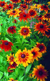 Toto Rustic Colors Rudbeckia In 2021 Flower Garden Plants Planting Flowers