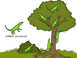 Maybe you would like to learn more about one of these? Adaptive Radiation Definition Examples Expii