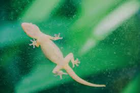 The following are the largest living lizards. How To Get Rid Of Lizards Say Bye To Pesky Lizards
