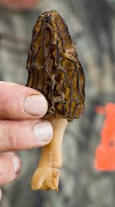 Dried morels can be bought online anytime. The Hunt Is On For Morel Mushrooms Nvdaily Nvdaily Com