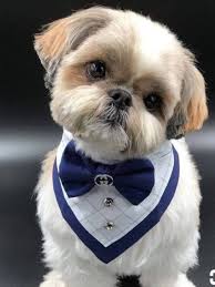 Immaggini Bellissime Cute Dogs Shitzu Puppies Cute Animals