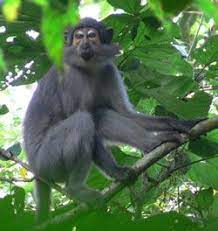 Sooty Mangabey Cercocebus Atys Primates Monkey Animals