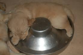 Favorite this post jun 26 puppies $0. Pot O Gold Kennel Home Facebook
