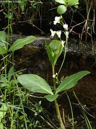 Image result for Cardamine pratensis