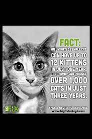 Fact An Unspayed Female Cat Can Have Up To 12 Kittens In Just 1 Yr That Family Can Produce Over 1000 Cats In Just 3 Yrs S Cats Animal Advocacy Feral Cats