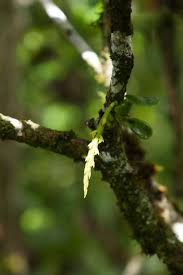 Image result for Bulbophyllum elliotii