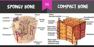 Compact bone histology slide structure with diagram. Compact Bones Vs Spongy Bones What Is The Difference Diffzi