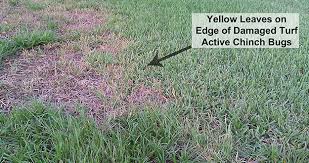 Stratford daily voice serves stratford, ct. Chinch Bugs Are Here Nature S Choice Lawn Care