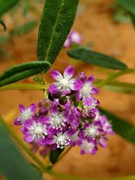 Image result for Gisekia africana