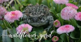 Are toads good for the garden. Attract Toads To Your Garden Wildflower Yard