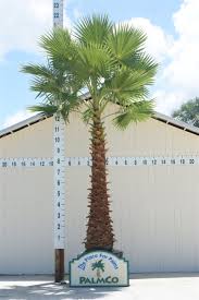 Image result for Washingtonia