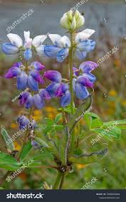 Image result for Lupinus mexicanus
