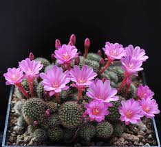 Cactus family, plants & flowers. 900 Cactus Family Plants Flowers Ideas In 2021 Cactus Plants Flowers