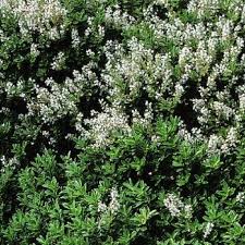 Image result for shrubby veronica hebe