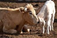 Resultado de imagen para apadrine vaca masclaperol