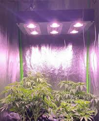 What are the best lights for plant growth? How Far Should Led Grow Light Hang On Plants Vanq Led