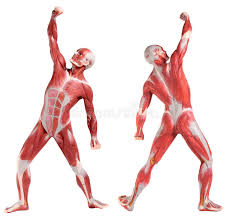 Muscle diagram male body names. 13 Male Anatomy View Free Stock Photos Stockfreeimages