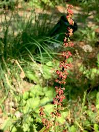 Rote Fruchte Am Blutenstangel Des Blutampfer Pflanzen Fruchte Garten