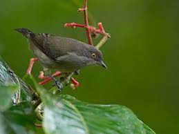 White centre of the belly, crissum and underwing coverts. Black Faced Dacnis Wikipedia