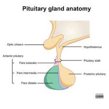 What Is The Pineal Gland'S Function And How To Amplify It – Mindbliss  Meditation