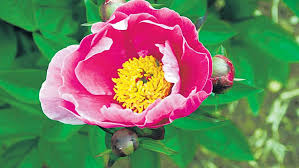 We did not find results for: Peonies Need Loose Soil And Summer Sun Protection Walter Reeves Gardening Column