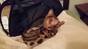 Maybe you would like to learn more about one of these? Baby Bengal Kitten 10 Weeks Old 1st Day Home Finally Out Of Carrier Youtube