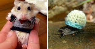 72 Tiny Animals In Tiny Sweaters That Will Make You Go Aww Bored Panda