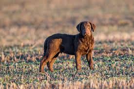 Image result for chesapeake bay retrívr