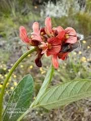 Image result for Sisyranthus imberbis