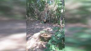 Quick shop hey dude women's wendy sox navy casual shoes 121922500 $19.99. Man Found Guilty Of Stealing Trees From Mark Twain National Forest Fox 2