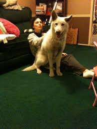 He Is The Most Beautiful Massive Dog I Have Ever Had 9 Mos Old Wolf Hybrid Wolf Hybrid