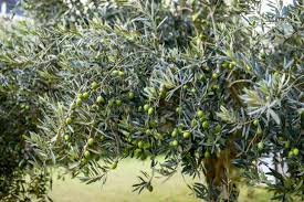 Planter Un Olivier Comment Faire Dans Quel Sol Et Quand Recolter Les Olives Debroussaillez