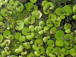 Image result for Wolffia