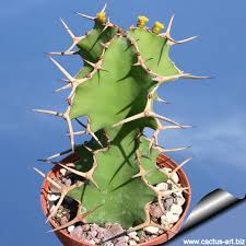Image result for Euphorbia unicornis