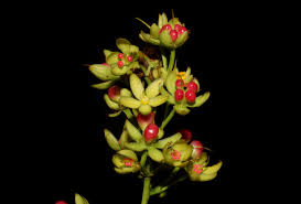 Image result for Gomphia