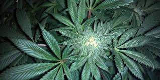 Cannabis Crunch Weed May Fight Liver Disease Burning Marijuana Farms And 12 Year Old Justice Reformers Psychedelic Times