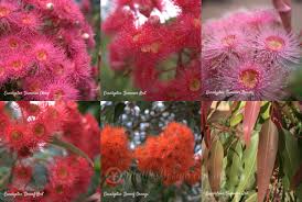 Image result for Eucalyptus ficifolia