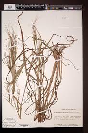 Image result for Heteropogon melanocarpus