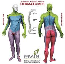 Back muscle pain is also known as torn back muscle or back muscle strain is quite a common cause for back pain in people. Dermatomes A Diagnostic Tool Pain Injury Relief