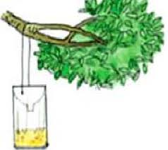 Resultado de imagen para uso de trampas amarillas