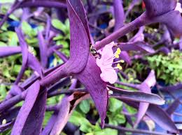 Maybe you would like to learn more about one of these? Episode 31 The Tradescantia Group Jane Perrone