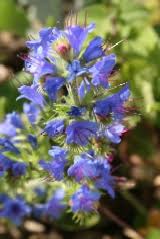 Calyx flowers offers a wide variety of flower of the month club programs that make an ideal gift or a wonderful treat for yourself. Native British Wild Flower Calendar