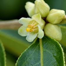 Image result for Casearia battiscombei