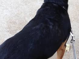 Allergies are a major cause of hair loss in dogs. Dog Has Rash And Is Losing Hair Thriftyfun