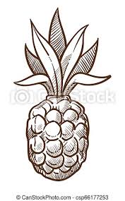 Description this design is intended to be cut with an electronic cutting machine. Pineapple Tropical Fruit Isolated Sketch Food Summer Tropical Fruit Pineapple Isolated Sketch Food Summer Drink Vector Canstock