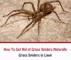 How did i get garden spiders? Grass Spiders In Lawn How To Get Rid Of Grass Spiders Naturally Getridofallthings Com