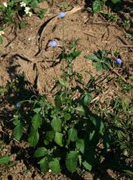 Image result for Crassocephalum ducis-aprutii