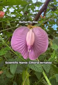Image result for Clitoria